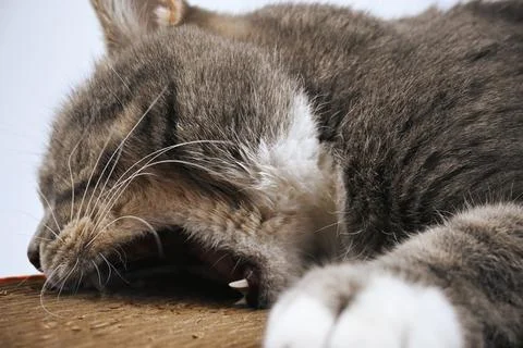 A gray striped cat pulls a scratching post on a white background. Stock Photos