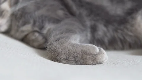 Gray striped cat relaxing on soft chair closeup down to up view Stock Footage 108733866