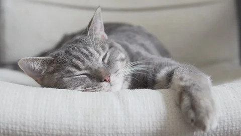 Gray striped cat relaxing on soft chair closeup Video stock 108735249