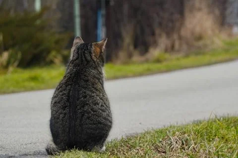 A gray striped cat sits back to the camera on the edge of the road and looks  Stock Photos