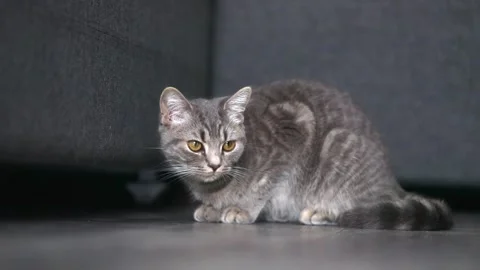Gray striped cat sits on a gray floor Stock-Footage 195613013