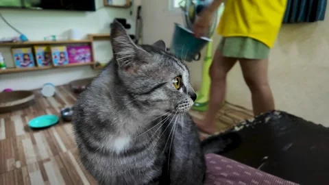 A gray striped cat sits on a sofa, looking left and right. 動画素材 291003679