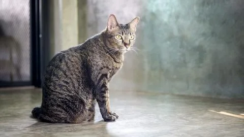Gray striped cat sitting on a floor. Stock Photos