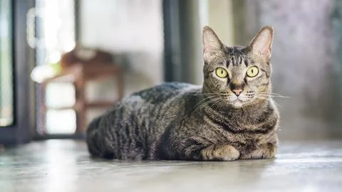Gray striped cat sitting on a floor. Stock Photos