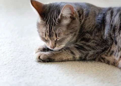 Gray striped cat sleeping. Stock Photos