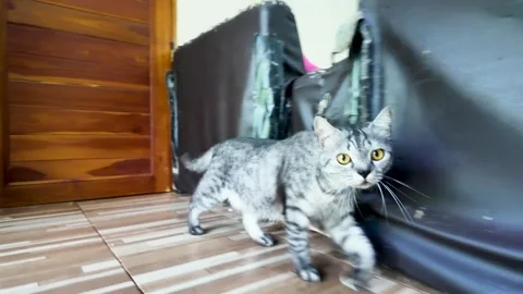 A gray striped cat walks around the camera. 動画素材 291003678