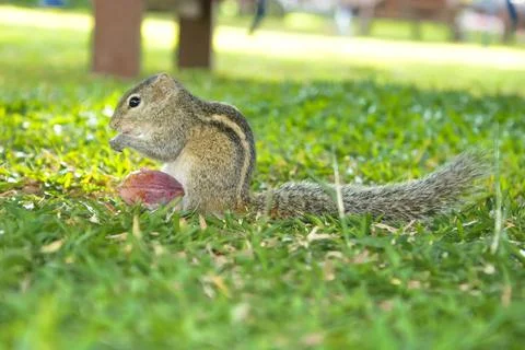 A gray striped chipmunk with a fluffy tail is on the grass and nibbles on a nut. Stock Photos