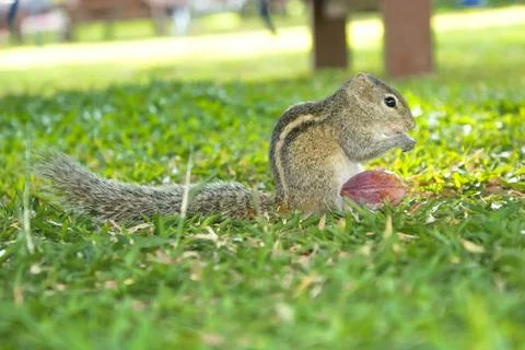 A gray, striped chipmunk with a fluffy tail sits on the grass and gnaws on a nut Stock Photos