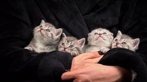 Gray Striped Cute Kittens Turn Their Heads Funny Stock Footage 260799990