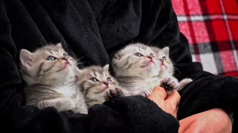 Gray Striped Cute Kittens Turn Their Heads Funny Stock Footage 261963234
