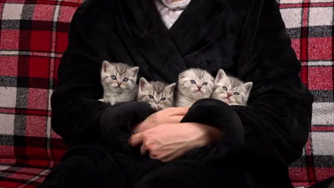Gray Striped Cute Kittens Turn Their Heads Funny Stock Footage 263234686