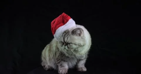 A gray striped funny cat sits on a black background in a New Year's red hat. The Stock Footage 221351860