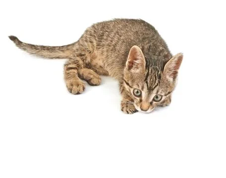 Gray striped kitten Stock Photos