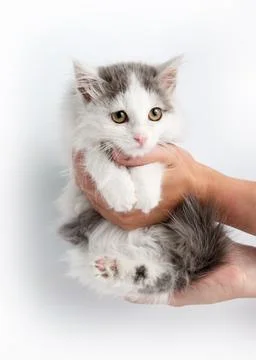 Gray striped kitten playing with a boot Stock Photos