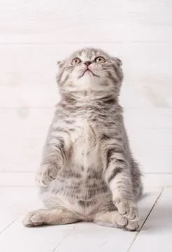 Gray striped kitten The Scottish Fold sits on the hind legs and looks up. Stock Photos