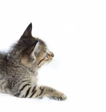 Gray striped Kitten on a white background, Small predator, Stock Photos
