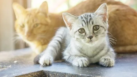 Gray striped kitty lying in the room. Stock Photos