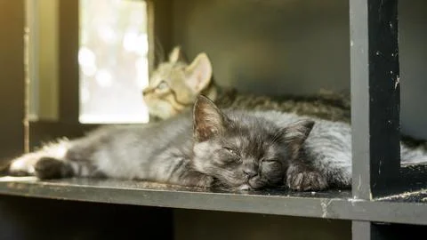 Gray striped kitty sleeping in the room. Stock Photos