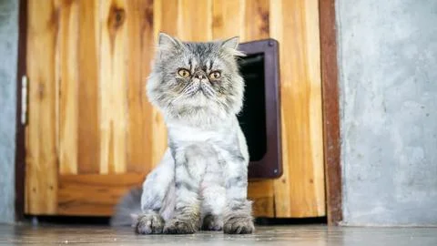 Gray striped Persian cat sitting in front of a door. Stock Photos
