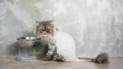 Gray striped Persian cat sitting and eat a food. Stock Photos
