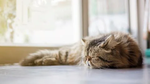 Gray striped Persian cat sleeping on a floor, soft focus. Stock Photos