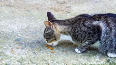 Gray striped street cat eats dry food lying on the asphalt Stock Photos