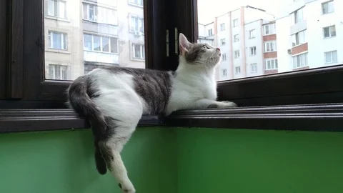 Gray striped tabby cat lying at balcony Stock Footage 106874667