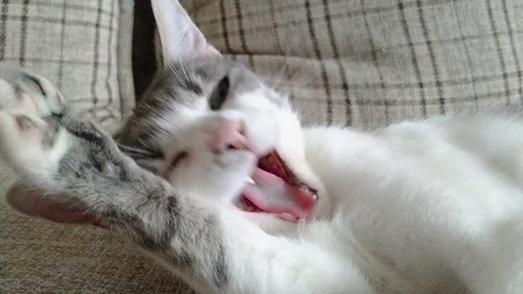 Gray striped tabby cat lying at couch and yawning Stock Footage 107828032