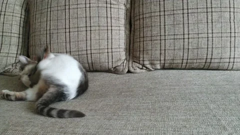 Gray striped tabby cat playing on a couch Stock Footage 121048256