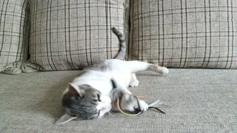 Gray striped tabby cat playing on a couch 2 Stock Footage 121049355