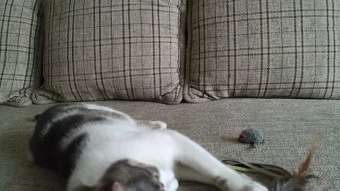 Gray striped tabby cat playing on a couch with mouse Stock Footage 121049975