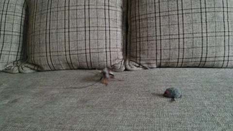 Gray striped tabby cat playing on a couch with mouse 2 Stock Footage 121051165