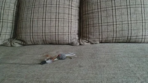 Gray striped tabby cat playing on a couch 5 Stock Footage 121052572