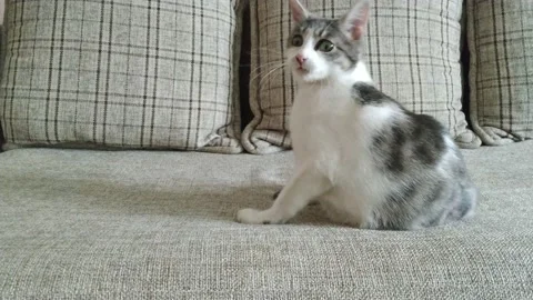 Gray striped tabby cat playing on couch and jumps Stock Footage 121052952