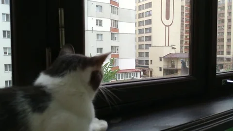 Gray striped tabby cat watching doves at balcony Stock Footage 114759909