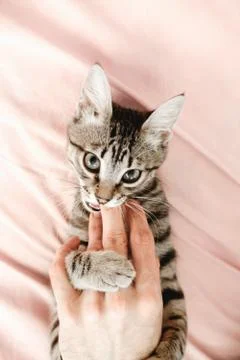 Gray striped tabby kitten playing on the bed. Young short-haired cat lying on a Stock Photos