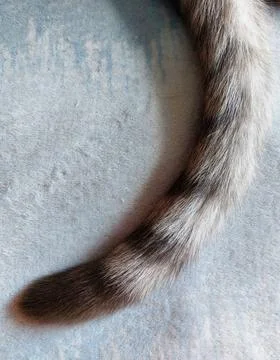 Gray striped tail of the cat close-up. Foto stock
