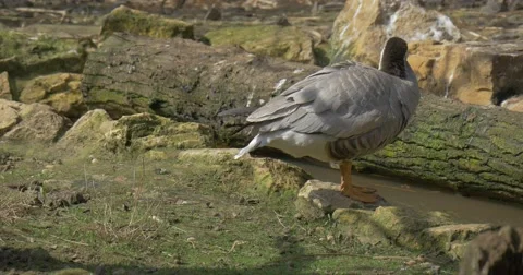 Gray Striped Wild Duck is Nibbling Grass Feeding on Meadow Drake Hen in Stock Footage 61900366