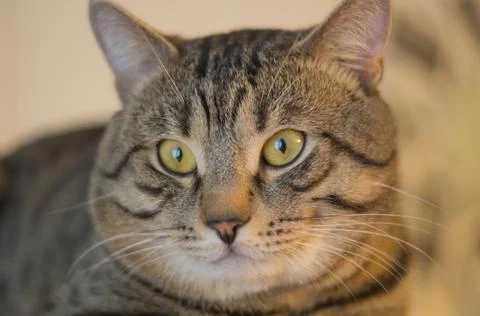 Gray stripped cat looking Stock Photos