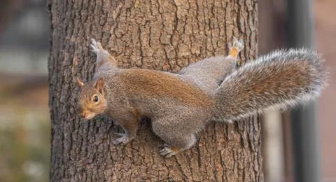 Gray suirrel on a tree Foto stock