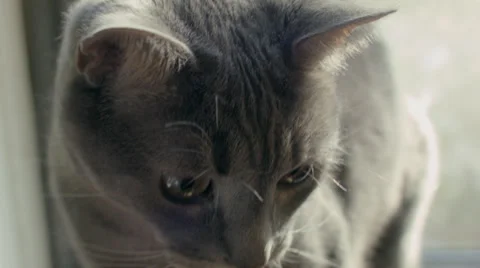 Gray, Sunlit Cat Walks Towards Camera, Close Up Stock Footage 39104319