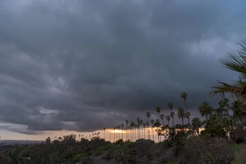 Gray Sunset over palm trees in Los Angeles Stock Footage 296439311