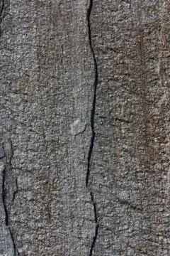 Gray surface of the stone 写真素材