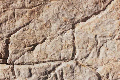 The gray surface of the stone rock with deep cracks and white shells of sea a Stock Photos
