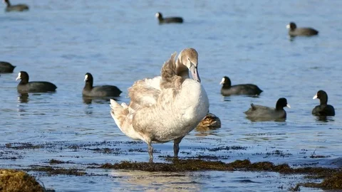Gray swan cleans its feathers. Stock Footage 71196441