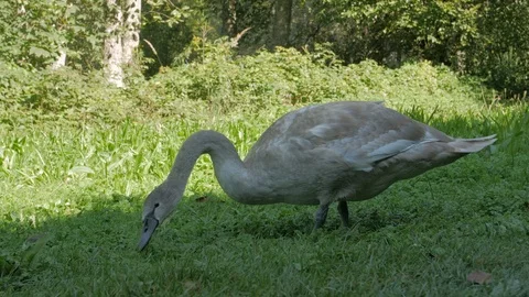 Gray Swan Eat The Grass Stock Footage 119985070