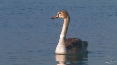 Gray swan Stock Footage 27208134