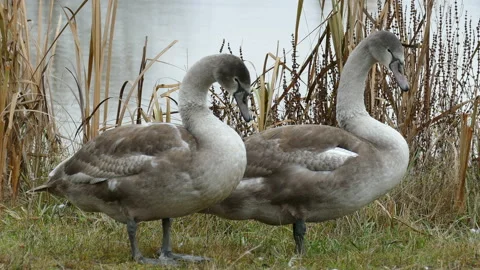 Gray Swan Video stock 112664941