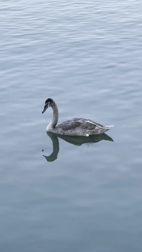 A gray swan glides gracefully across the water on the Danube River in Belgrade Stock Footage 293631101