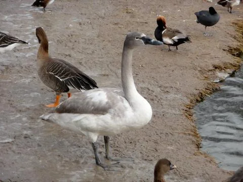 Gray swan Stock Photos